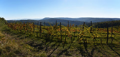 Šared vineyards