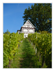 Schorndorf, Grafenberg