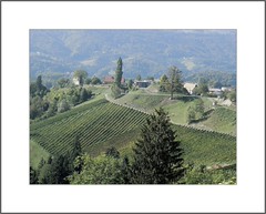 Südsteiermark - Weingut und Buschenschenke Kollerhof in Eichberg