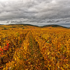 Vignes en automne