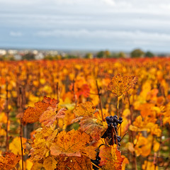 Vignes - une grappe laissée seule sur son cèpe.