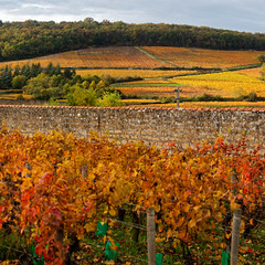 Vignes