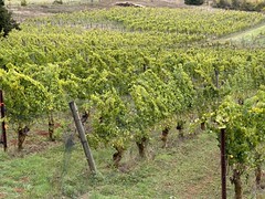 Vineyard