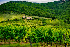Vineyards of Chianti near Colle Val d Elsa, Tuscany, Italy, at summer