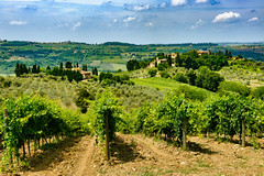 Vineyards of Chianti near Empoli, Tuscany, Italy, at summer