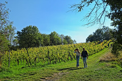 Walking in the Vineyard