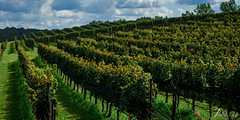 Yonah Mountain Vineyards